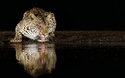 Wildlife Encounters | Rob Weir