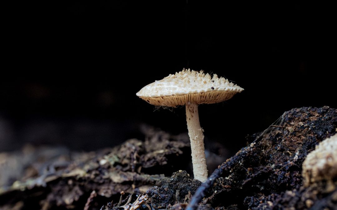 Welcome to the fungus side | Adele Rycroft